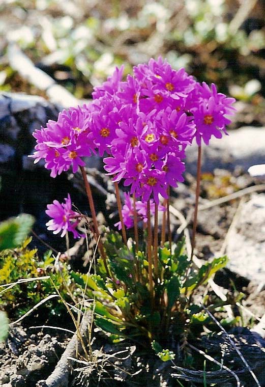 Изображение особи Primula cuneifolia.