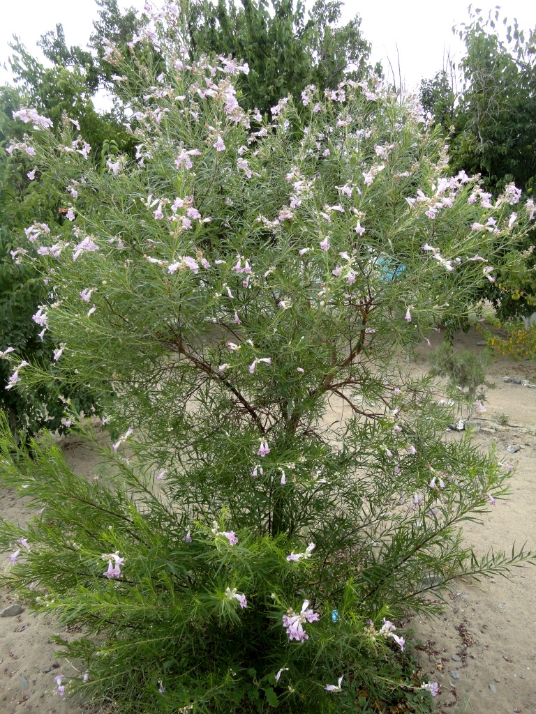 Image of Chilopsis linearis specimen.