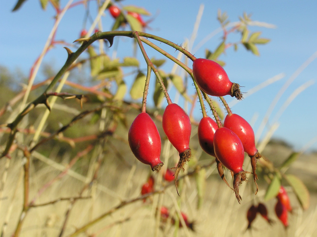 Image of genus Rosa specimen.