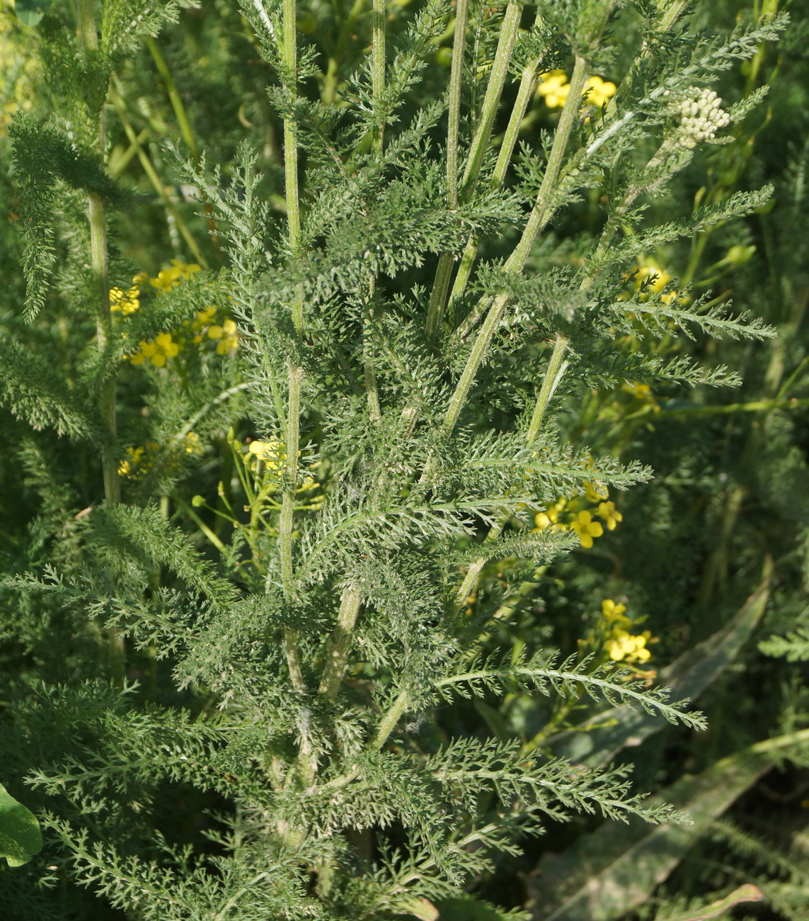 Image of Achillea millefolium specimen.