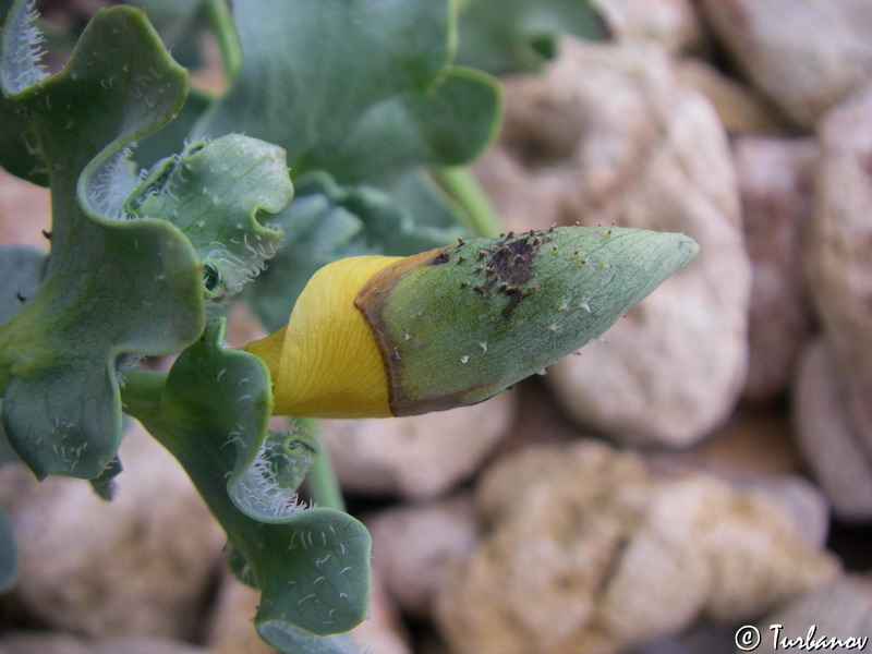 Image of Glaucium flavum specimen.