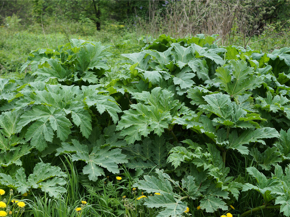 Изображение особи Heracleum sosnowskyi.