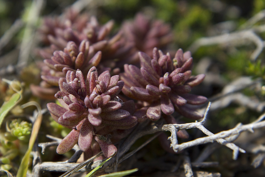 Image of Sedum rubens specimen.