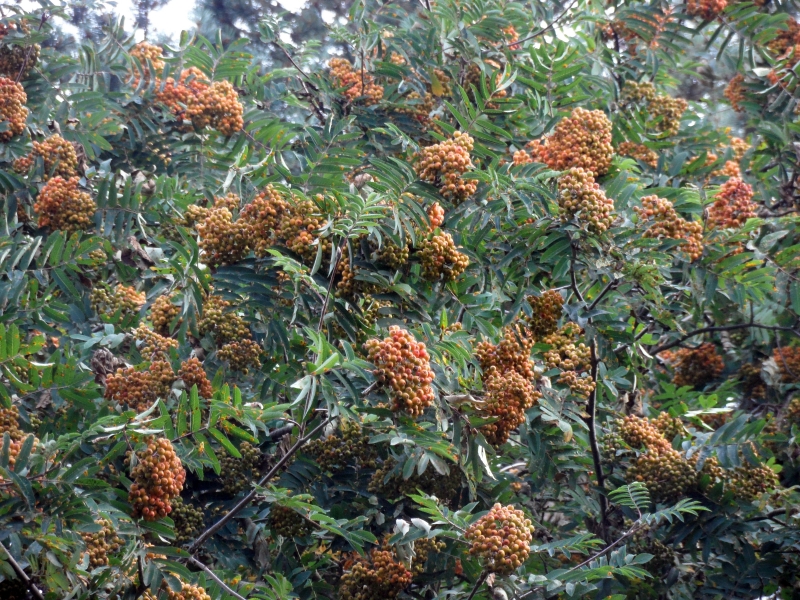 Image of Sorbus aucuparia specimen.