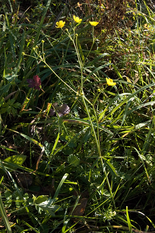 Image of Ranunculus acris specimen.