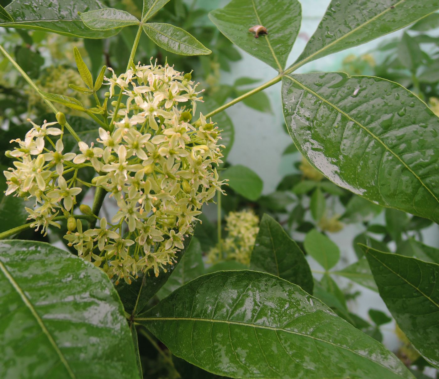 Изображение особи Ptelea trifoliata.