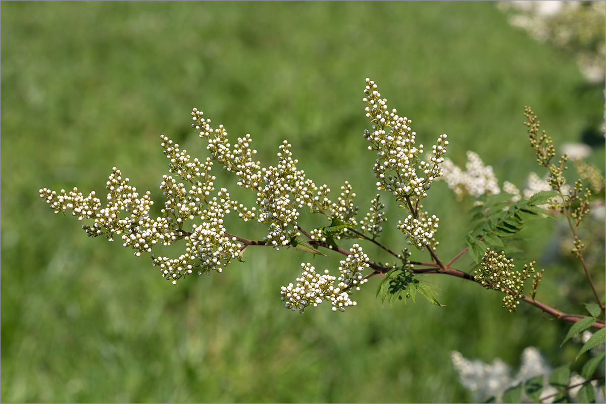 Image of Sorbaria sorbifolia specimen.