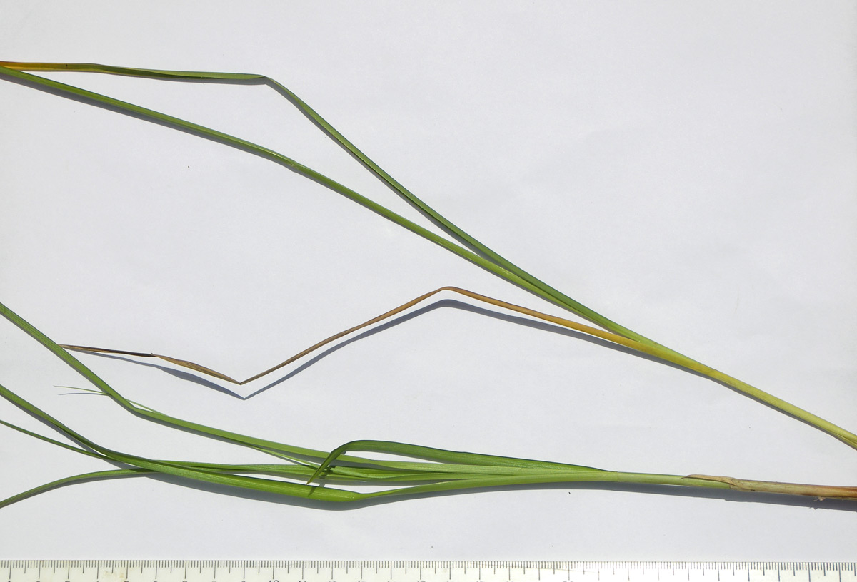 Image of Carex paniculata specimen.