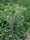 Cirsium echinus. Цветущее растение. Северная Осетия, Алагирский р-н, окр. пос. Верхний Фиагдон, ≈ 1200 м н.у.м., остепненный склон. 04.07.2016.