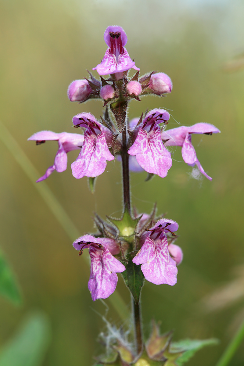 Изображение особи Stachys palustris.