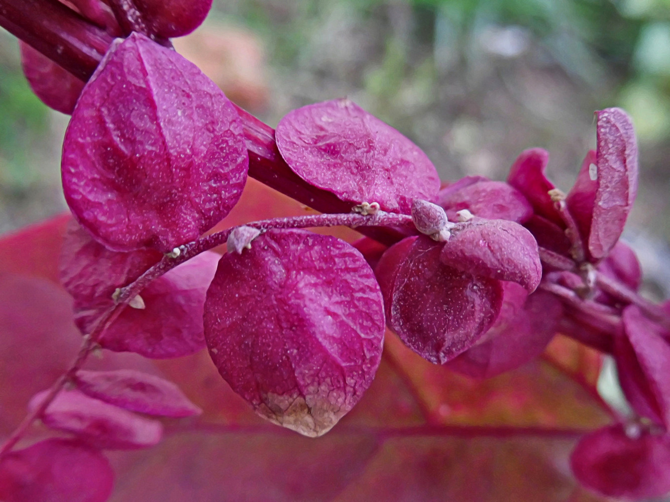 Image of Atriplex hortensis specimen.