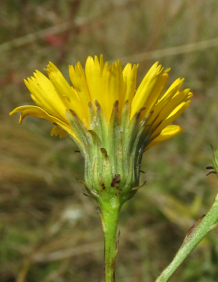 Image of Hieracium virosum specimen.