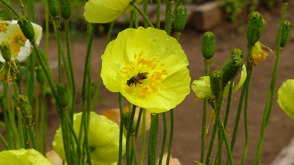 Image of Papaver nudicaule ssp. gracile specimen.