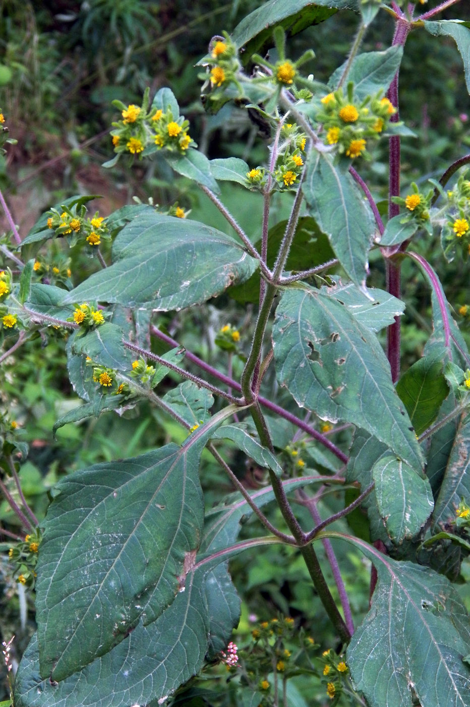 Image of Sigesbeckia orientalis specimen.