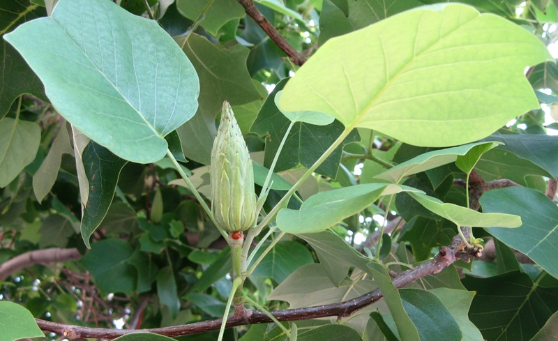 Изображение особи Liriodendron tulipifera.