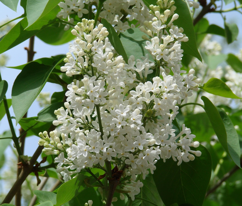 Image of Syringa vulgaris specimen.