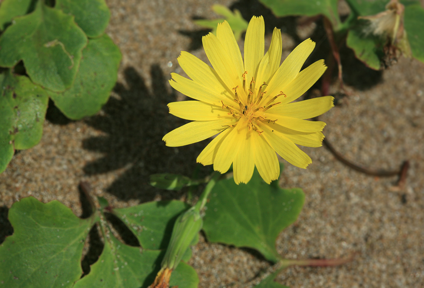 Image of Chorisis repens specimen.