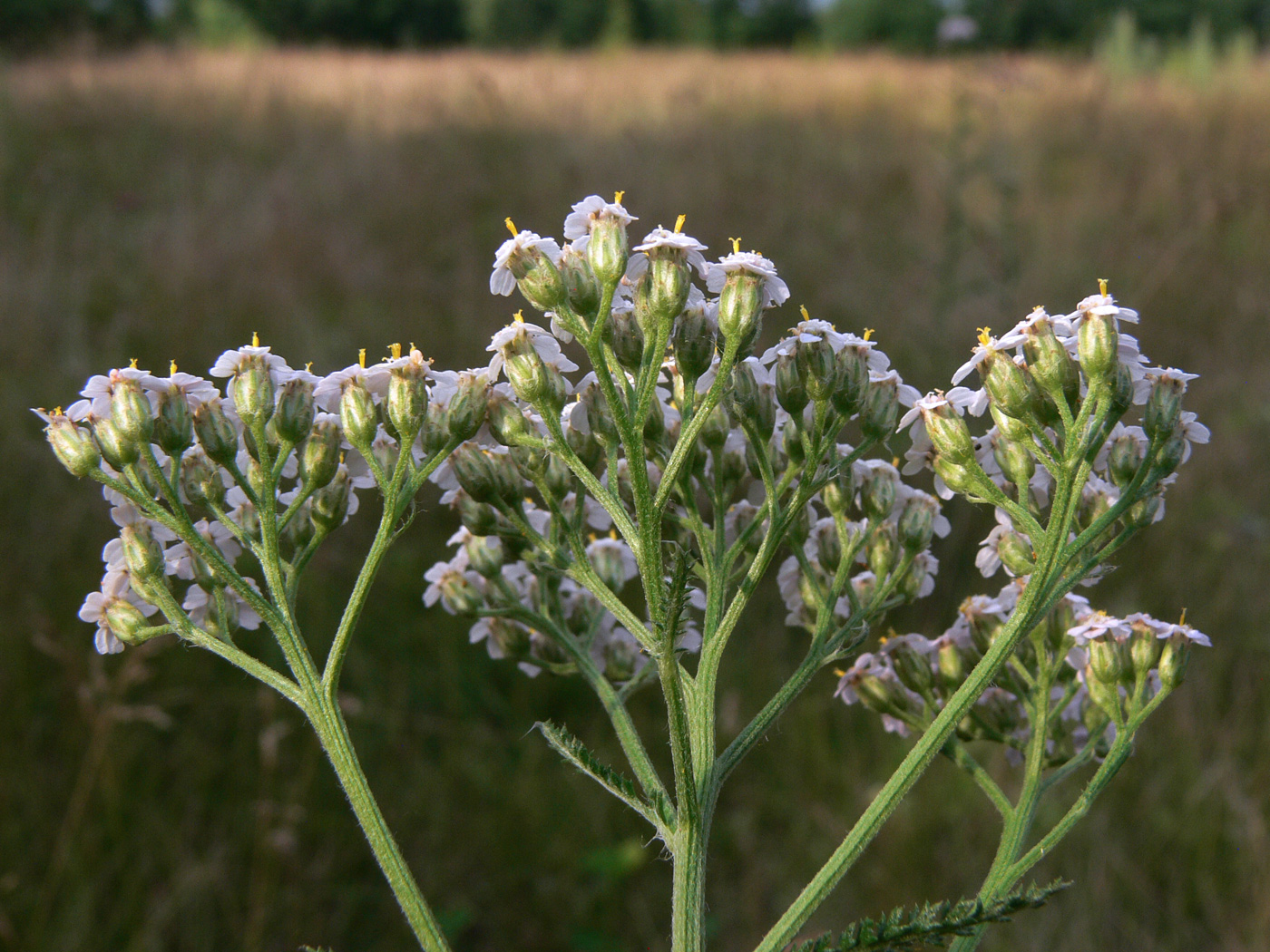 Изображение особи Achillea asiatica.