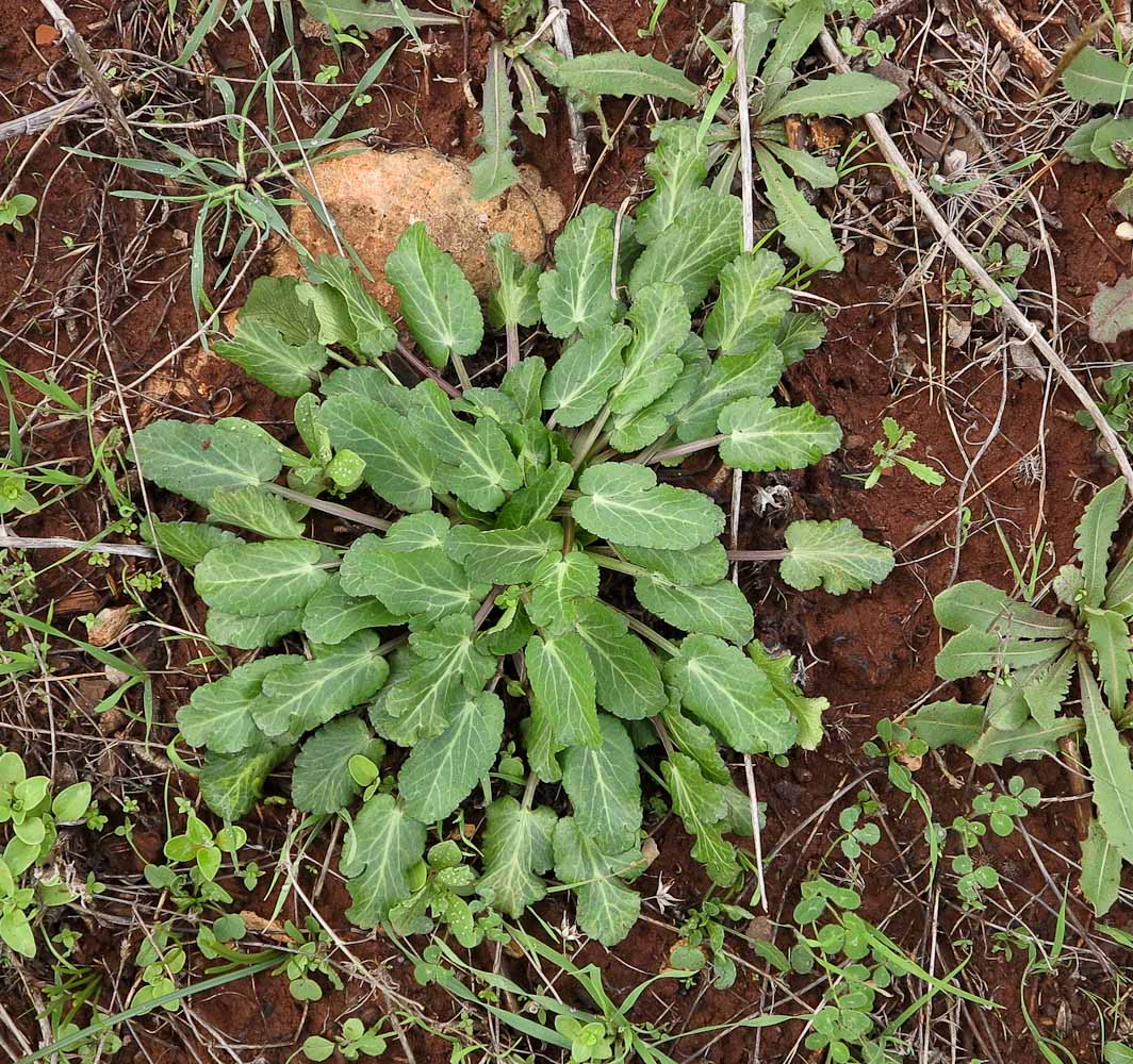 Image of Eryngium creticum specimen.