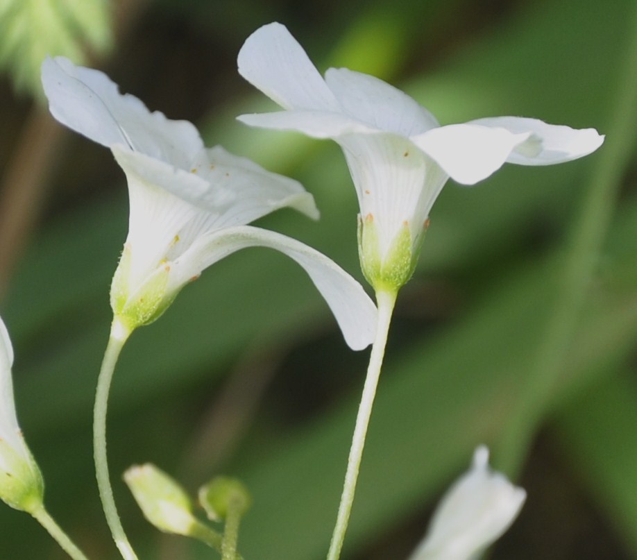 Изображение особи род Oxalis.