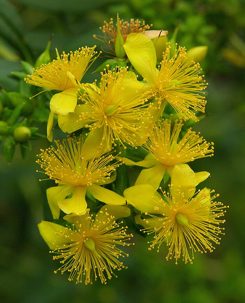 Image of Hypericum densiflorum specimen.