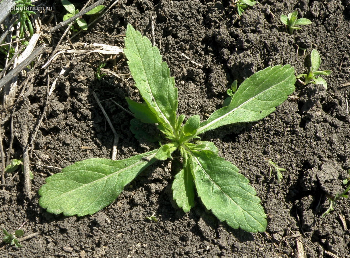 Изображение особи Cephalaria transsylvanica.