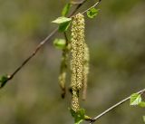 Betula pendula. Мужские соцветия. Московская обл., Раменский р-н, окр. дер. Хрипань, садовый участок. 06.05.2017.