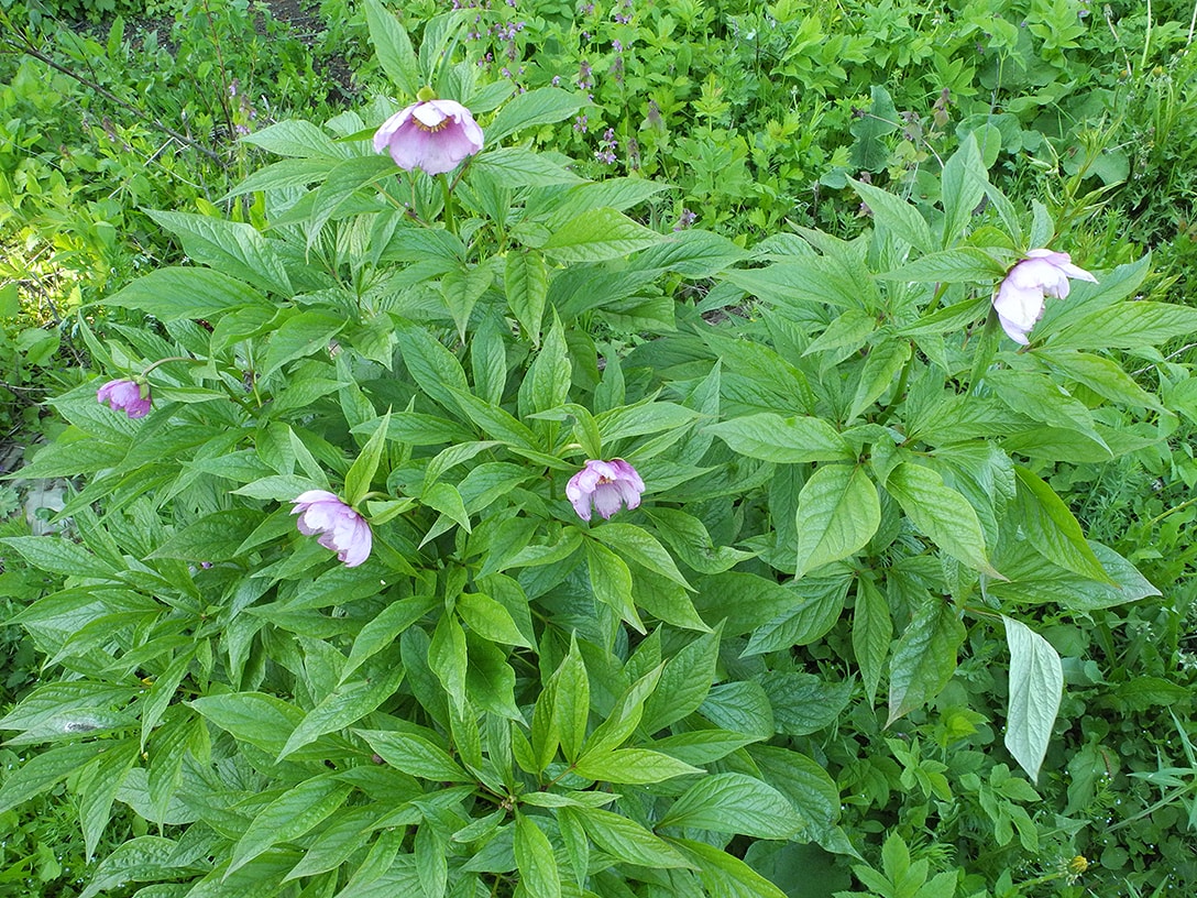 Изображение особи Paeonia mairei.