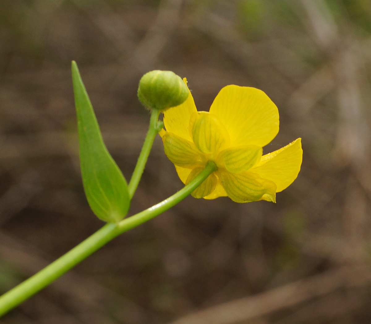 Image of genus Ranunculus specimen.