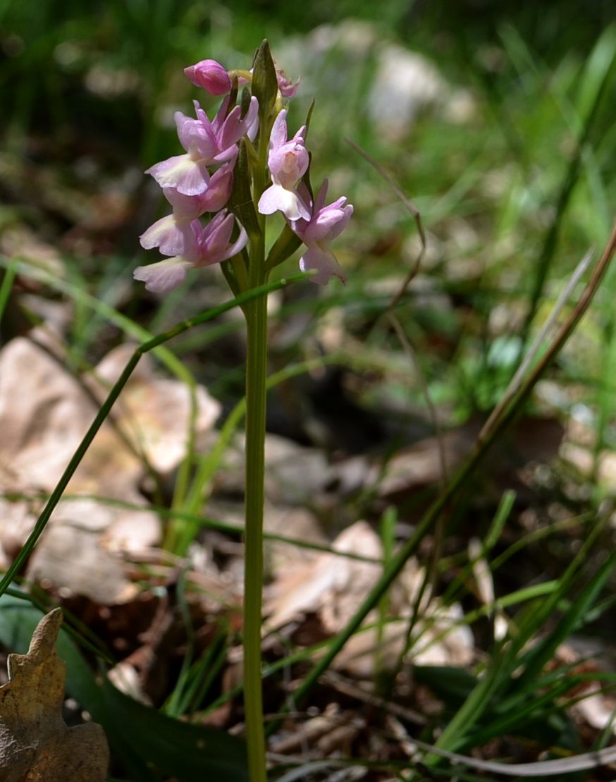 Image of Dactylorhiza romana specimen.