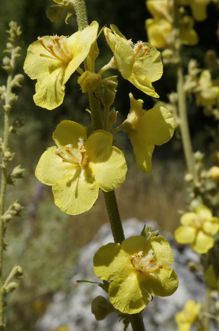 Изображение особи Verbascum banaticum.