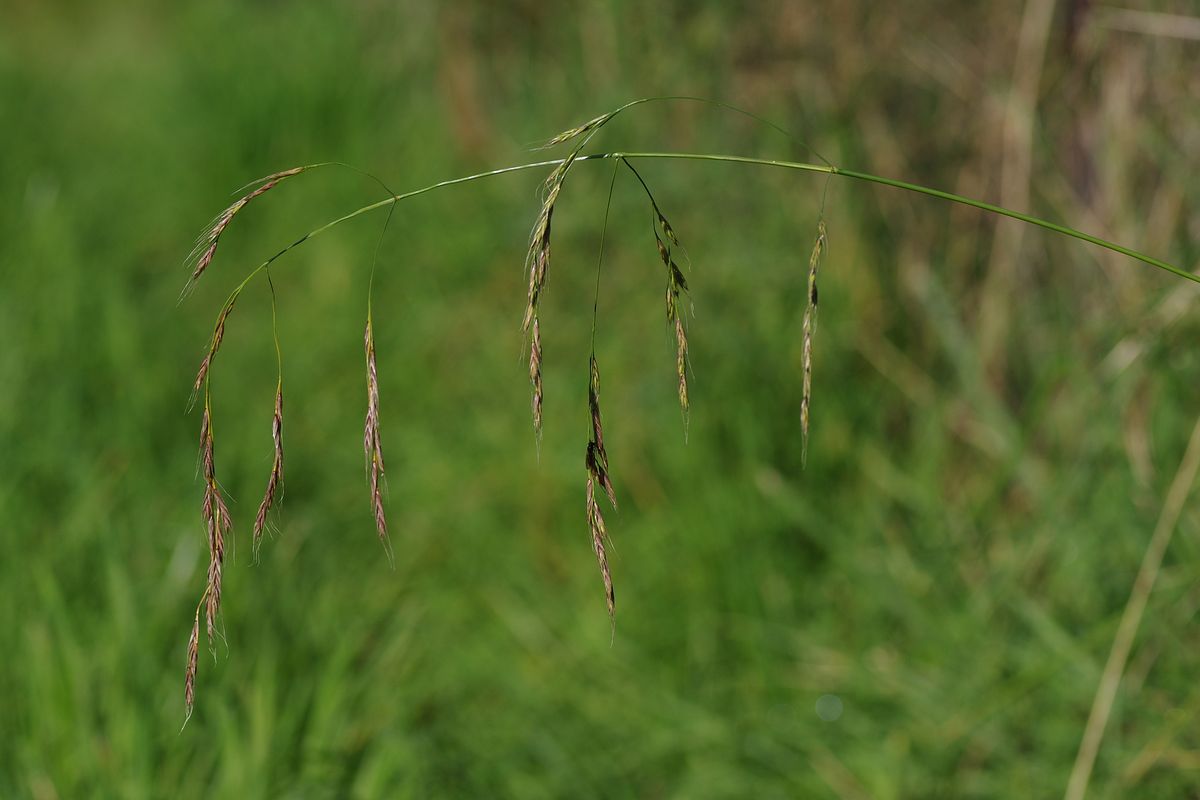 Image of Festuca gigantea specimen.