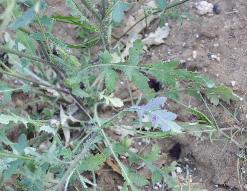 Image of Papaver rhoeas specimen.