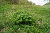 Paeonia anomala. Бутонизирующее растение. Восточный Казахстан, Глубоковский р-н, окр. с. Тарханка, склон сопки ниже кустарников. 10.05.2017.