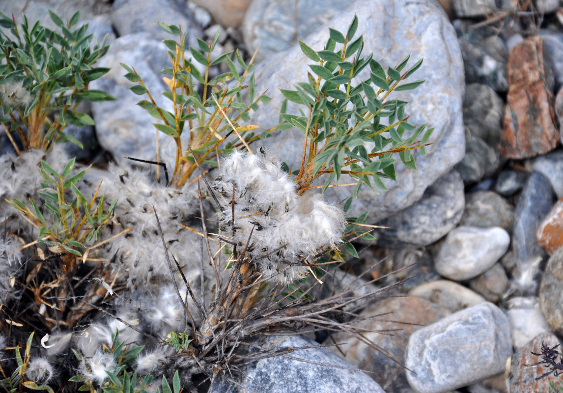 Изображение особи Astragalus pterocephalus.