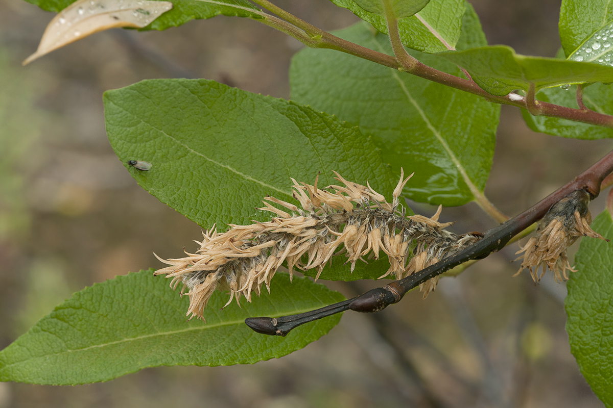 Image of Salix jenisseensis specimen.