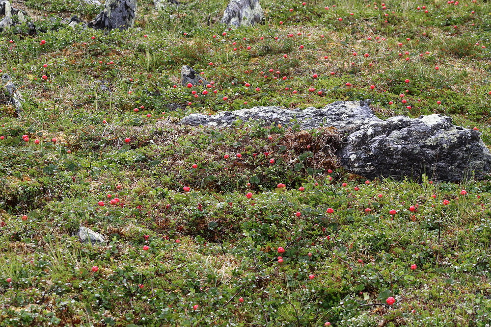 Image of Rubus chamaemorus specimen.