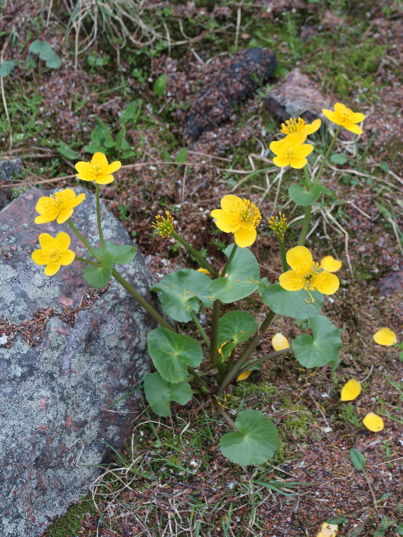 Изображение особи Caltha palustris.