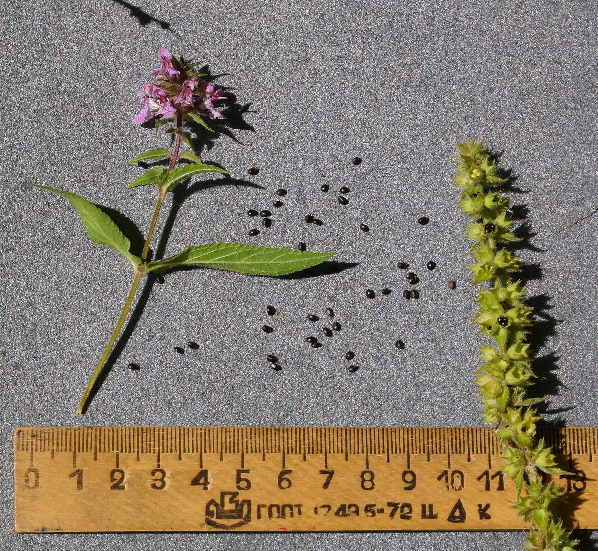 Image of Stachys palustris specimen.