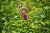 Spiraea × billardii