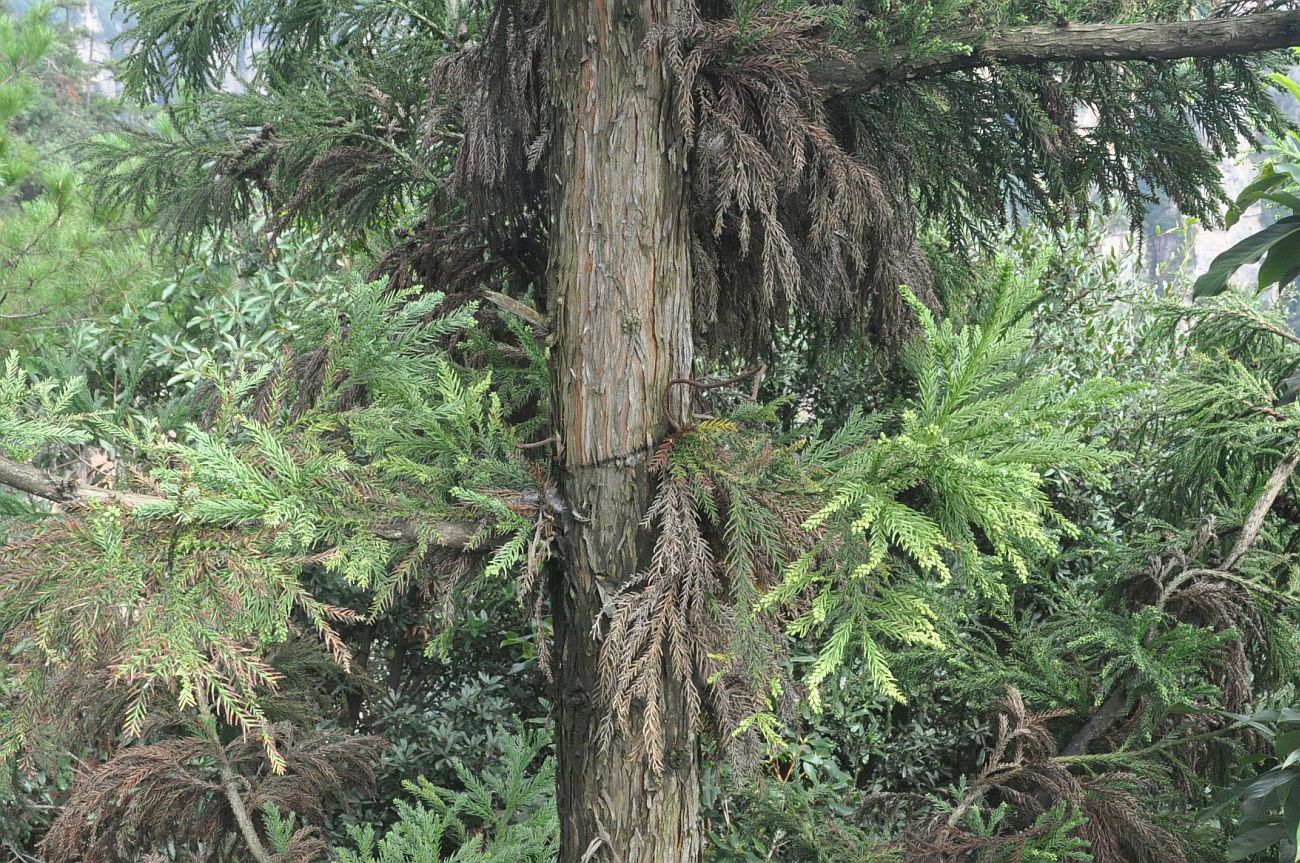 Изображение особи Cryptomeria japonica var. sinensis.