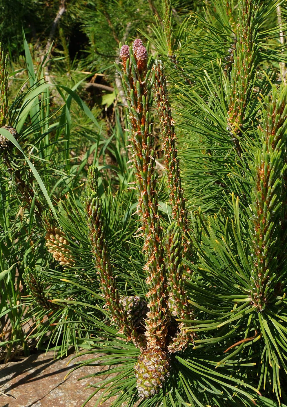 Image of Pinus mugo specimen.