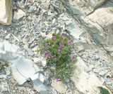 Astragalus circassicus