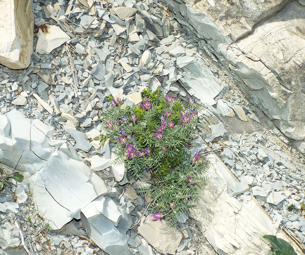 Изображение особи Astragalus circassicus.