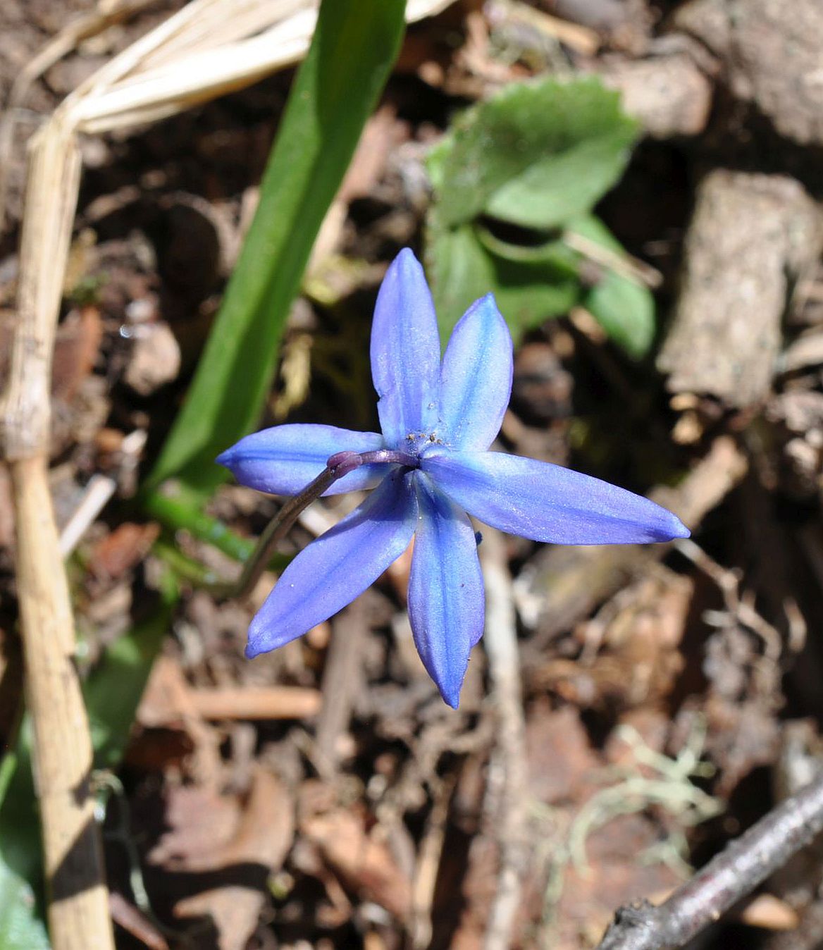 Image of genus Scilla specimen.