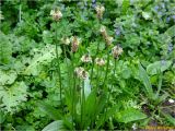 Plantago lanceolata