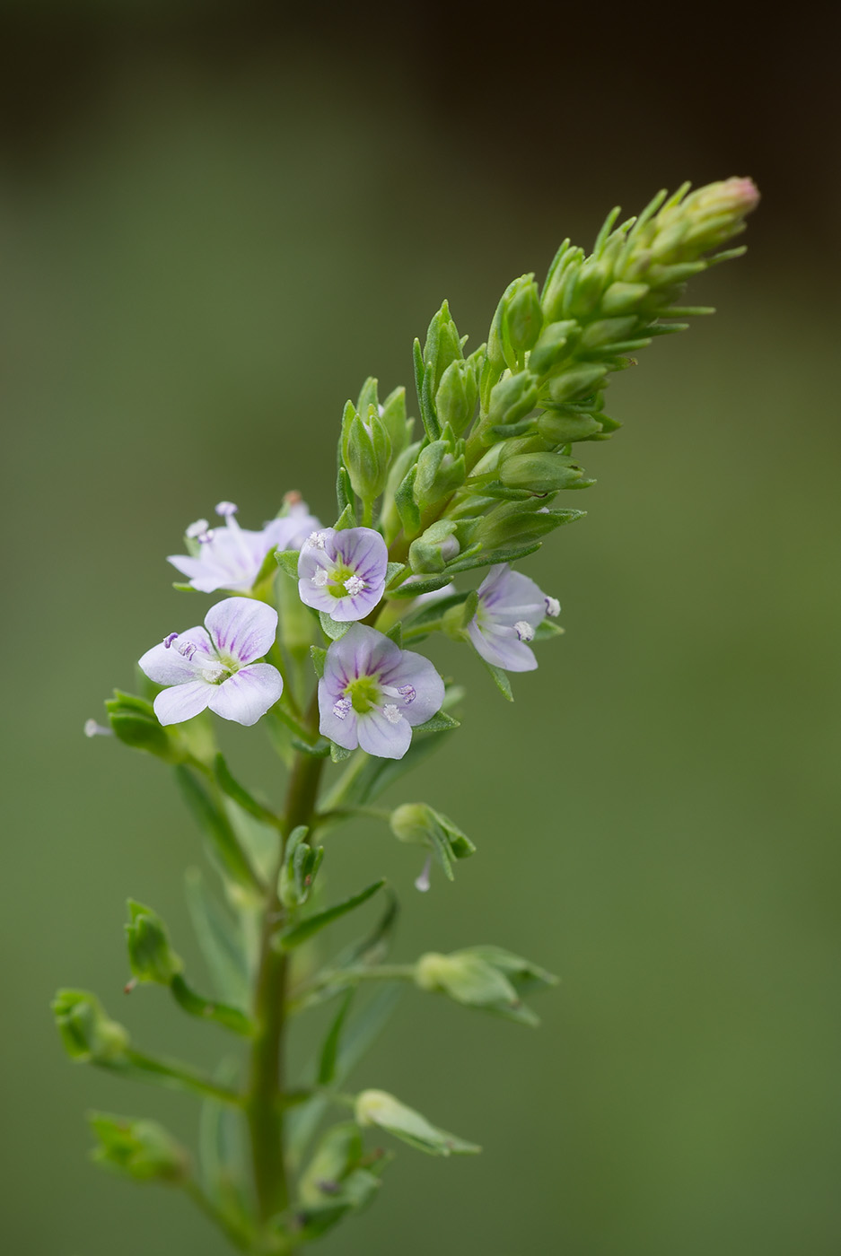 Image of Veronica anagallis-aquatica specimen.