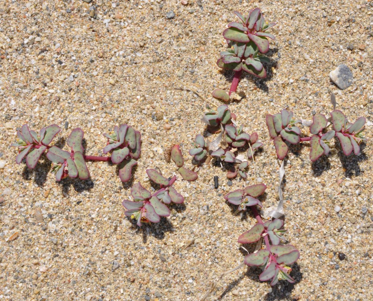 Image of Euphorbia peplis specimen.