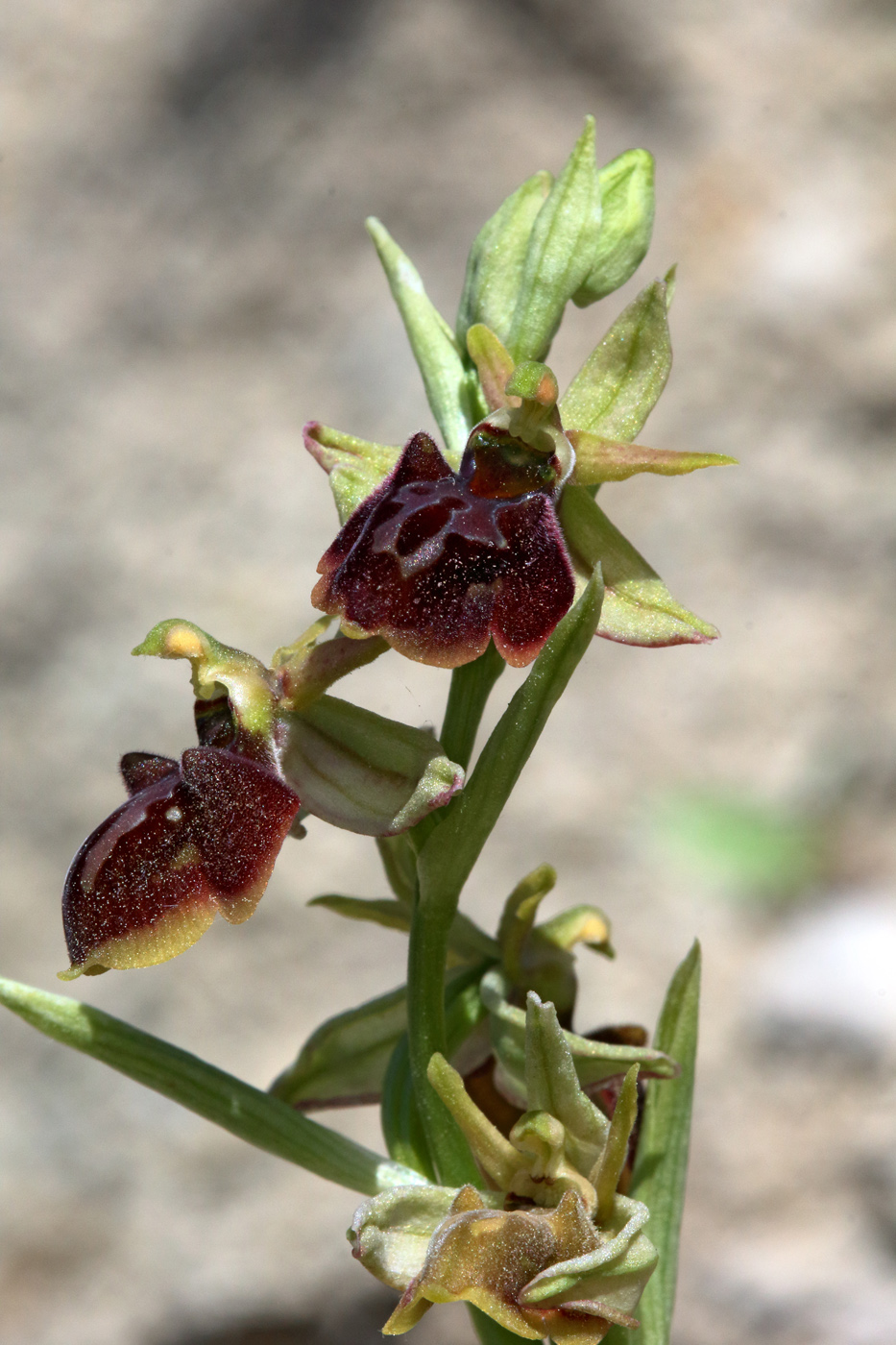 Изображение особи Ophrys mammosa ssp. caucasica.