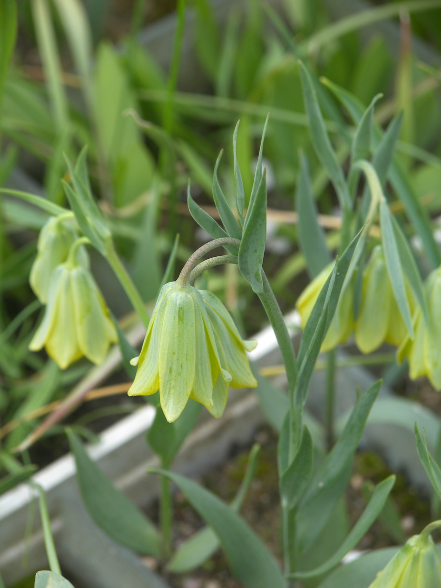 Image of Fritillaria bithynica specimen.